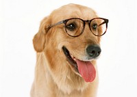 Free golden retriever dog wearing glasses image, public domain animal CC0 photo.