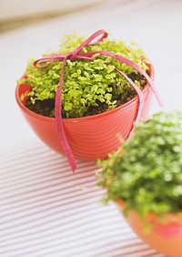 Free plant pot image, public domain home decor CC0 photo.