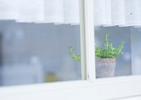 Free green plant by window image, public domain home decor CC0 photo.