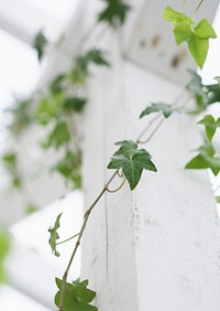Ivy On Wood - Background