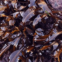 Free fresh seaweed image, public domain seafood CC0 photo.