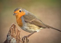 Red robin bird image, free public domain CC0 photo.