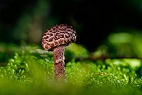 Free mushroom photo, public domain plant CC0 image.