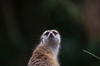 Free meerkat image, public domain animal CC0 photo.