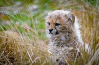 Free cheetah cub image, public domain wild animal CC0 photo.