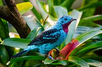 Spangled cotinga blue bird image, free public domain CC0 photo.