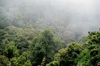 Misty Landscape With Fir Forest