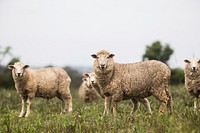 Free sheep herd image, public domain animal CC0 photo.