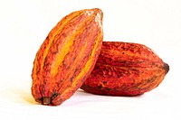 Cocoa Pods And Cocoa Beans And Cacao Powder
