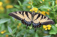A Tiger Swallowtail On The Abbot's Lantana