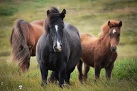 Free image of brown horse in grass, public domain animal CC0 photo.