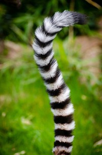 Free ring tailed lemur image, public domain animal CC0 photo.