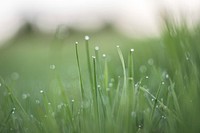 Free wet grass bokeh image, public domain plant CC0 photo.