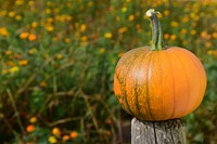 Free closeup on orange pumpkin with grass field background, public domain CC0 photo.