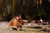 Free wood mouse close up portrait photo, public domain animal CC0 image.