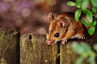 Free mouse image, public domain animal CC0 photo.