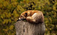 Free little fox sleeping on log photo, public domain animal CC0 image.