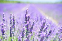 Free lavender image, public domain flower CC0 photo.