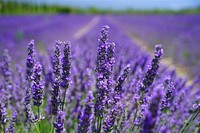 Free lavender image, public domain flower CC0 photo.
