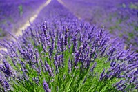 Free lavender image, public domain flower CC0 photo.