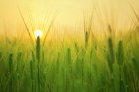 Free young barley crop image, public domain nature CC0 photo.