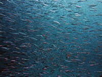 Free swarm of fishes image, public domain animal CC0 photo.