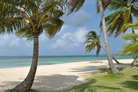 Palm tree on tropical beach, free public domain CC0 photo.