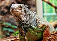 Free Iguana image, public domain reptile CC0 photo.