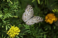 Free butterfly and flower image, public domain animal CC0 photo.