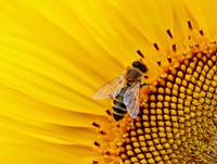 Free close up bee on sun flower, public domain animal CC0 photo.