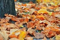 Autumn leaves. Free public domain CC0 photo.