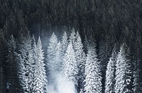 Free trees covered in snow image, public domain winter CC0 photo.