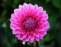 Free pink dahlia image, public domain flower CC0 photo.