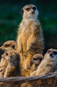 Free meerkat family portrait in nature background photo, public domain animal CC0 image.