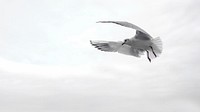 Free seagull portrait nature background photo, public domain animal CC0 image.