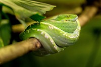 Free hididng green snake image, public domain animal CC0 photo.