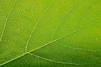 Free leaf veins image, public domain macro photography CC0 photo.