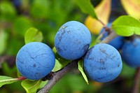 Free blueberries image, public domain fruit CC0 photo.