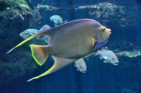 Free exotic fish image, public domain animal CC0 photo.