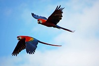 Free two parrots flying in blue sky portrait photo, public domain animal CC0 image.