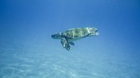 Free sea turtle image, public domain animal CC0 photo.