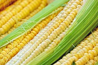 Free corn cob with leaves close up photo, public domain vegetables CC0 image.