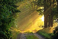 Free small trail in forest with trees photo, public domain nature CC0 image.