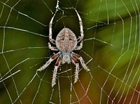 Free close up spider on web image, public domain animal CC0 photo.