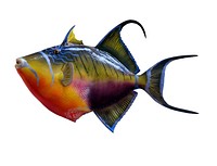 Free exotic fish toy image, public domain animal CC0 photo.