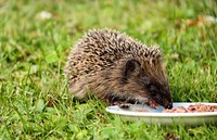 Free hedgehog image, public domain pet CC0 photo.