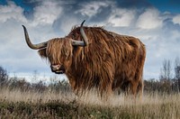 Free bull image, public domain animal CC0 photo.