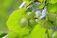 Free growing hazelnut plant image, public domain CC0 photo.