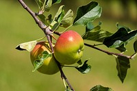 Free apple tree image, public domain fruit CC0 photo.