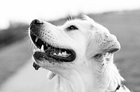 Free labrador retriever dog in black and white image, public domain animal CC0 photo.